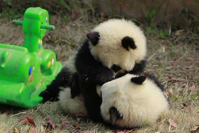panda-daycare-nursery-chengdu-research-base-breeding-13
