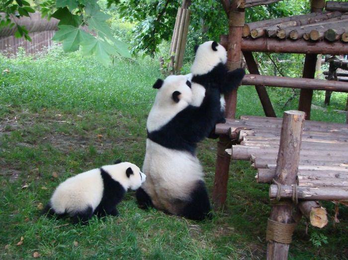 panda-daycare-nursery-chengdu-research-base-breeding-15 panda-daycare-nursery-chengdu-research-base-breeding-15