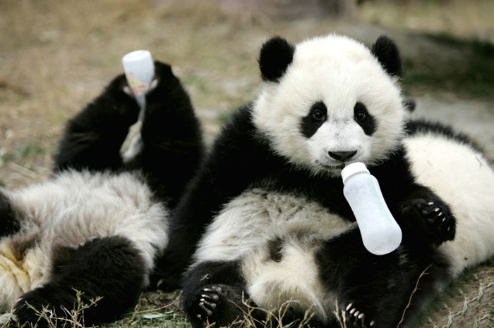 panda-daycare-nursery-chengdu-research-base-breeding-17 panda-daycare-nursery-chengdu-research-base-breeding-17