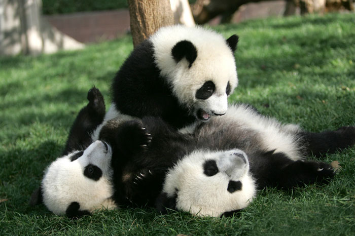 panda-daycare-nursery-chengdu-research-base-breeding-19 panda-daycare-nursery-chengdu-research-base-breeding-19