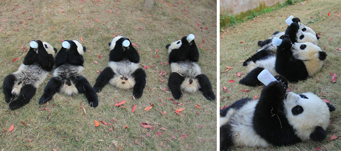 panda-daycare-nursery-chengdu-research-base-breeding-20 panda-daycare-nursery-chengdu-research-base-breeding-20