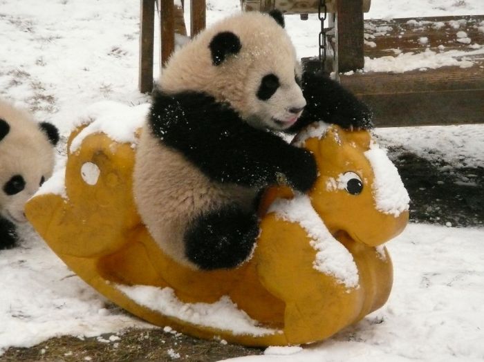 panda-daycare-nursery-chengdu-research-base-breeding-8 panda-daycare-nursery-chengdu-research-base-breeding-8