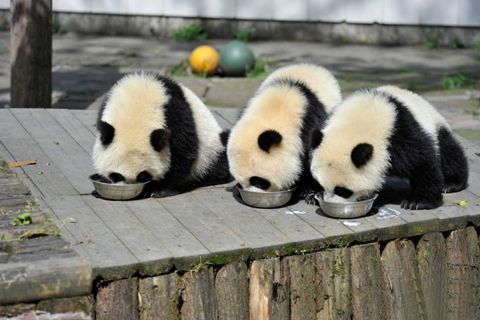 panda-daycare-nursery-chengdu-research-base-breeding-9 panda-daycare-nursery-chengdu-research-base-breeding-9