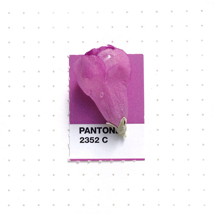 pantone-matching-system-everyday-objects-tiny-pms-project-inka-mathews-houston-texas-15
