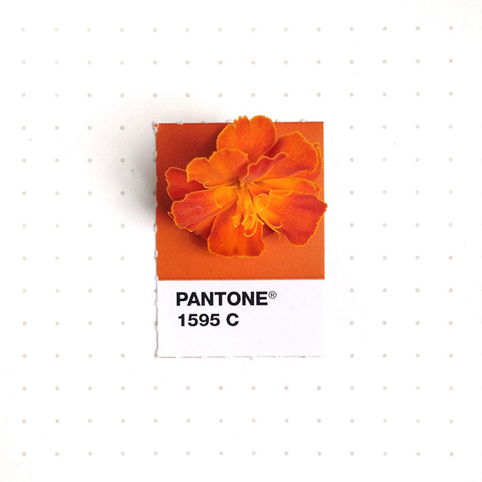 pantone-matching-system-everyday-objects-tiny-pms-project-inka-mathews-houston-texas-19