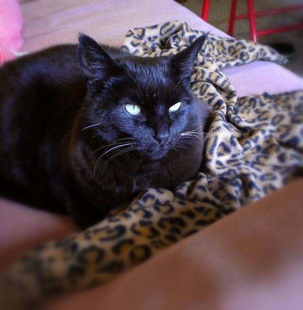 Venus, Adopted Last Year At 13, In A Rare Off-lap Moment