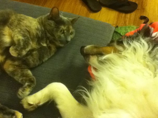 Our Beautiful Ellie Was 7 When We Adopted Her. She Loves Her "little" Brother Ramsey!