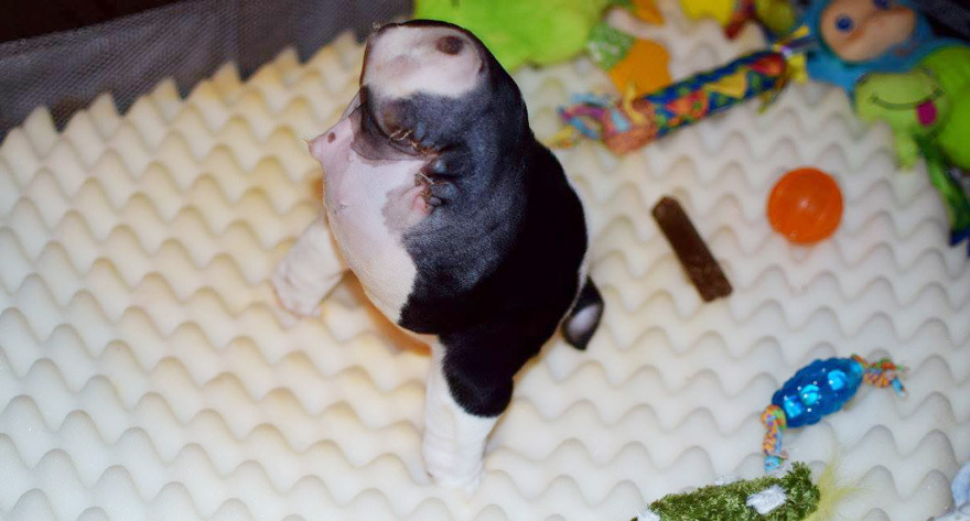 puppy-born-2-legs-half-bulldog-twice-heart-bonsai-14