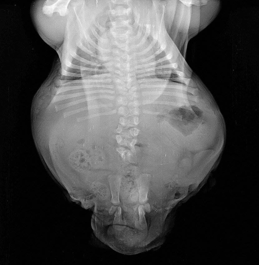 puppy-born-2-legs-half-bulldog-twice-heart-bonsai-19