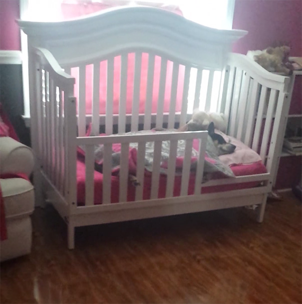 rescued-dog-sleeping-baby-girl-crib-17 rescued-dog-sleeping-baby-girl-crib-17