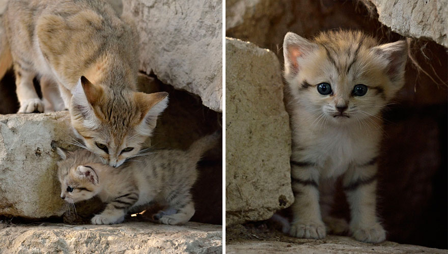 sand-cats-kittens-forever-10 sand-cats-kittens-forever-10