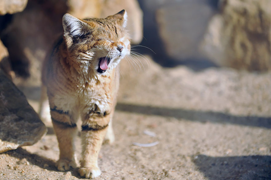Sand Cats: Where The Adults Are Kittens And The Kittens Are Also Kittens