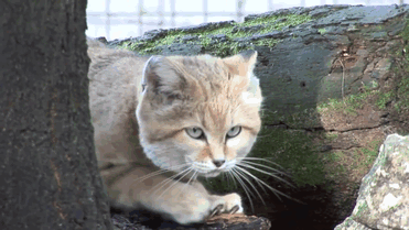 sand-cats-kittens-forever-11 sand-cats-kittens-forever-11
