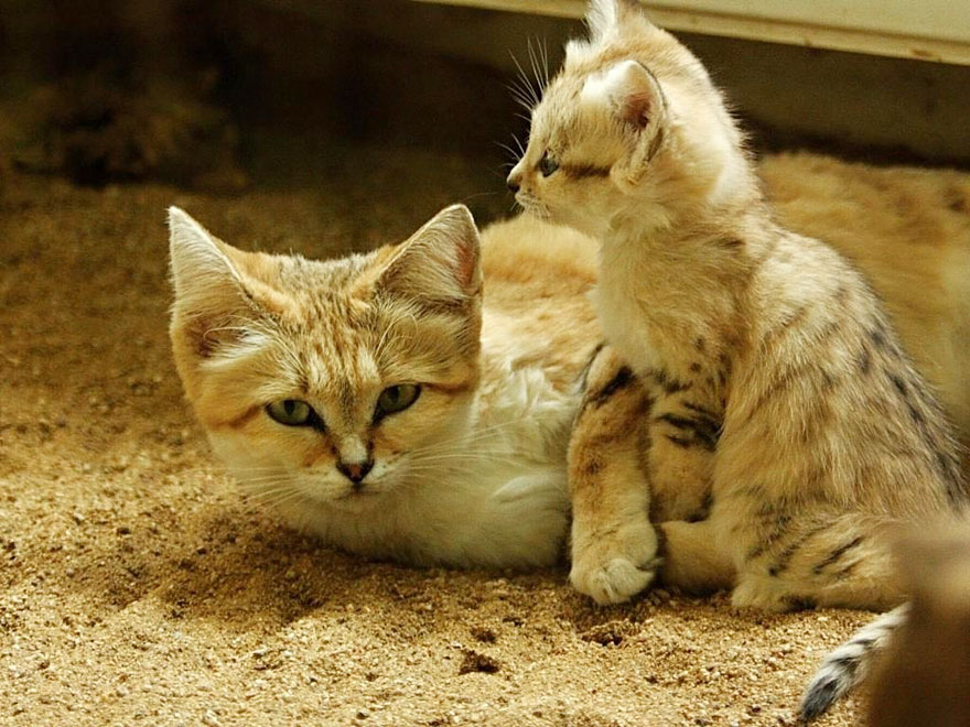 sand-cats-kittens-forever-14 sand-cats-kittens-forever-14