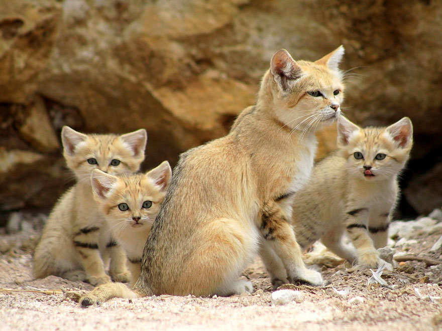 sand-cats-kittens-forever-15 sand-cats-kittens-forever-15