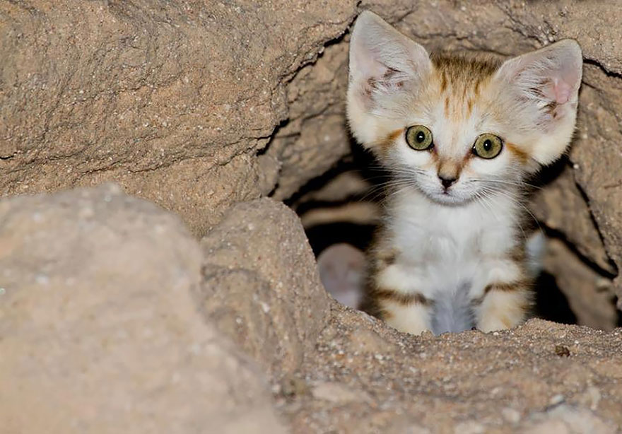 Sand Cats: Where The Adults Are Kittens And The Kittens Are Also Kittens Sand Cats: Where The Adults Are Kittens And The Kittens Are Also Kittens