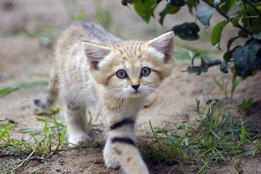 Sand Cats: Where The Adults Are Kittens And The Kittens Are Also Kittens Sand Cats: Where The Adults Are Kittens And The Kittens Are Also Kittens
