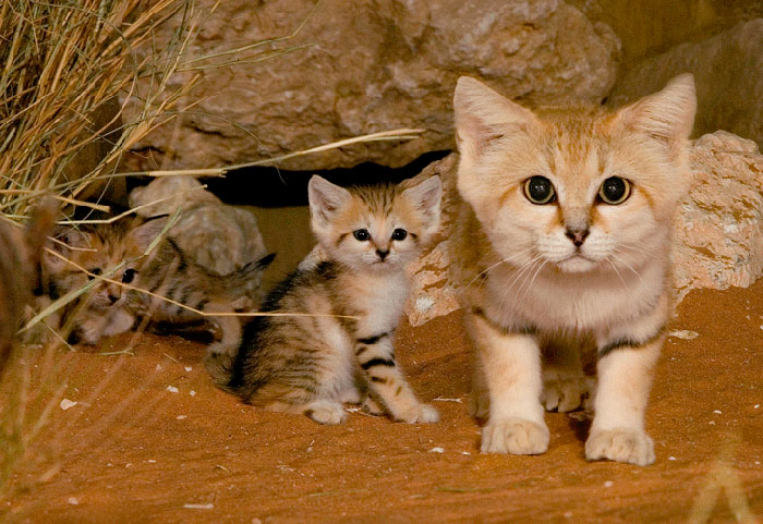 Sand Cats: Where The Adults Are Kittens And The Kittens Are Also Kittens