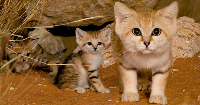 Sand Cats: Where The Adults Are Kittens And The Kittens Are Also Kittens