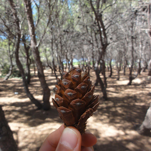 I Document The Scents Of Sardinia To Remember The Smells Of My Land I Document The Scents Of Sardinia To Remember The Smells Of My Land