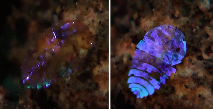 Predator-Like Camouflage Instantly Turns Sea Sapphire Invisible