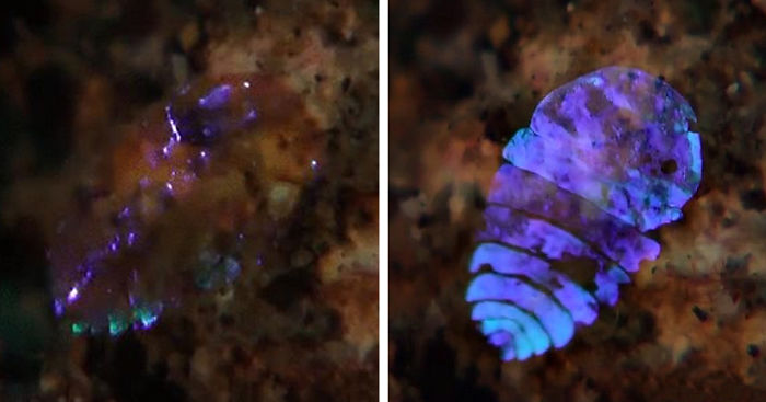 Predator-Like Camouflage Instantly Turns Sea Sapphire Invisible