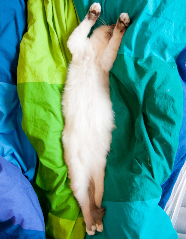 Just My Kitty Sleeping