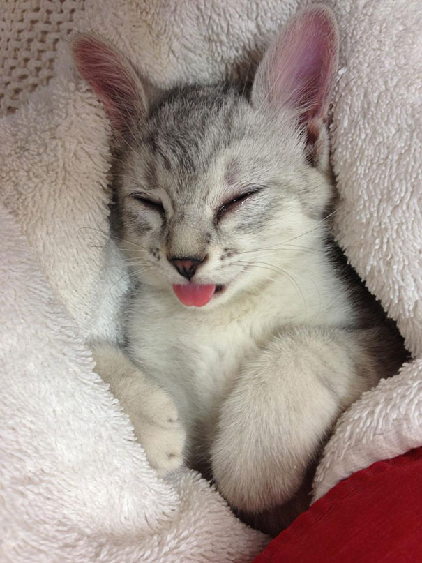 Kitties Sleeping Are Just Too Cute