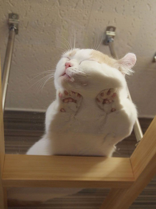 Kitty Sleeping On A Glass Table