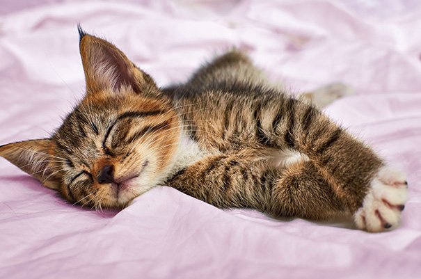 My Kitten Having A Nap