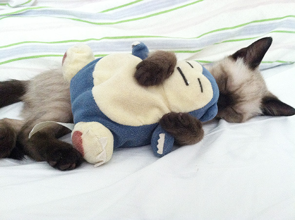 My Kitty With His Favorite Snorlax