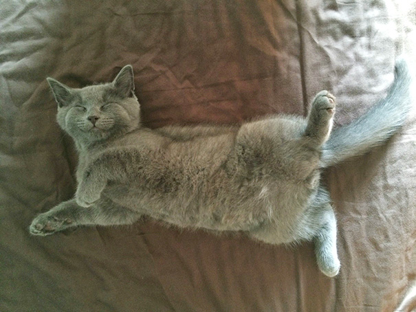 I Think My New Kitty Likes My Bed