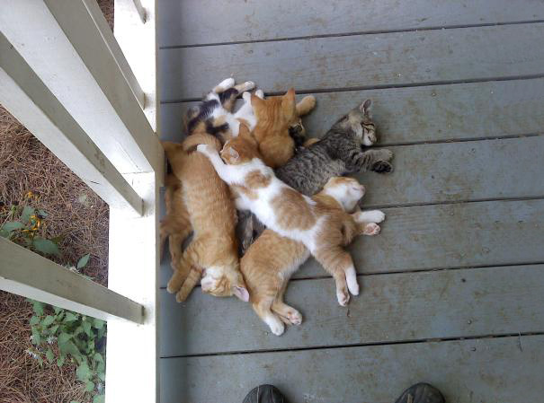 Tiny Kitty Pile