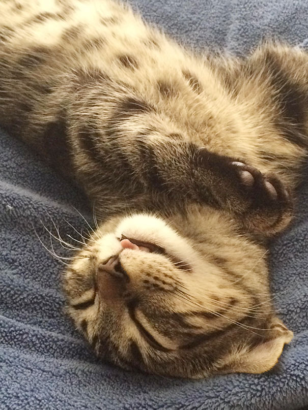 My Kitty Sleeping With A Derpy Face