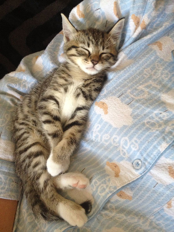 My New Maple Syrup Kitty Enjoys Sleeping Like A Baby