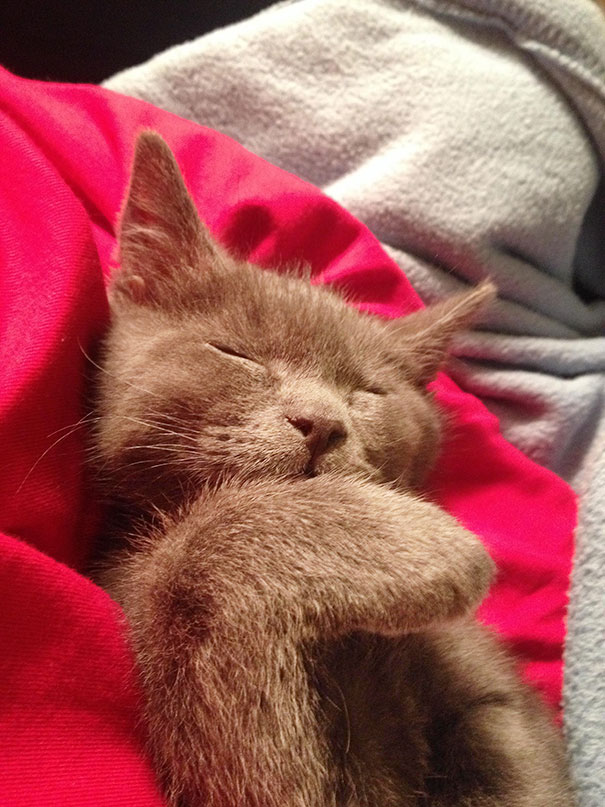 Cute Sleeping Kitty