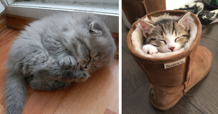 170 Sleepy Kittens Doing What They Do Best – Sleep