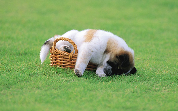 Cute Puppy Sleeping