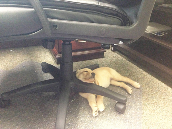 Behold The Champion Of Awkward Puppy Sleeping Positions