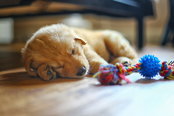 Our New Puppy Sleeping