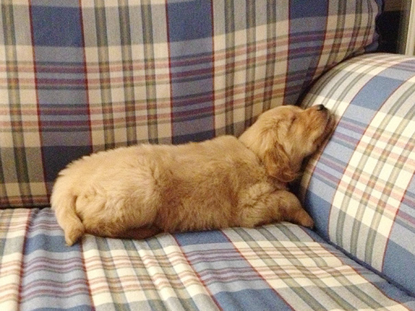 I Come Home From Work To A Sleeping 6 Week Old Puppy