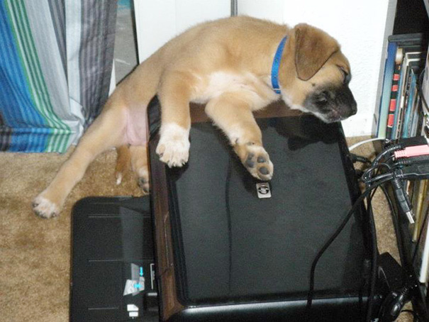 This Is How My Puppy Thinks Sleeping Works