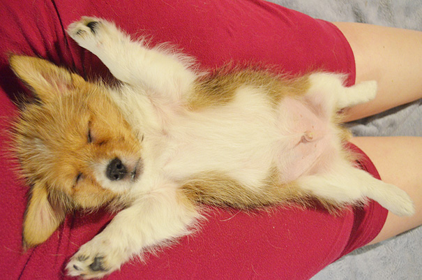 Sleeping Corgi