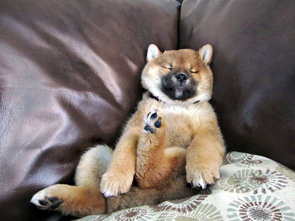 Sleeping Couch Potato