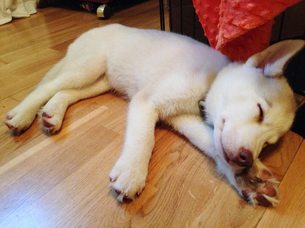 My Friend's Adorable Puppy Sleeping