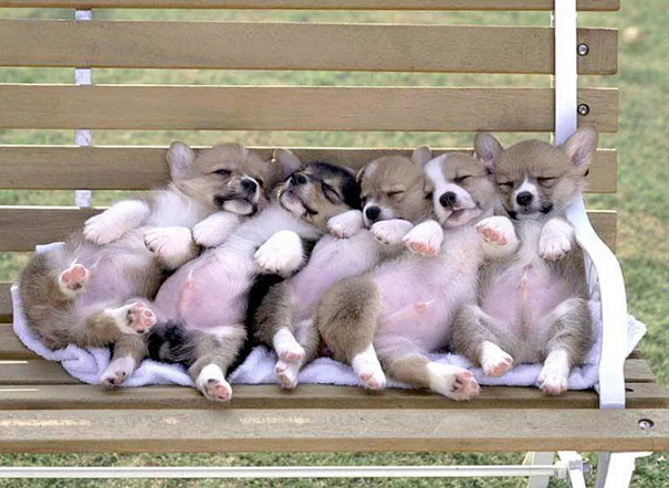Cute Corgi Puppies Ever