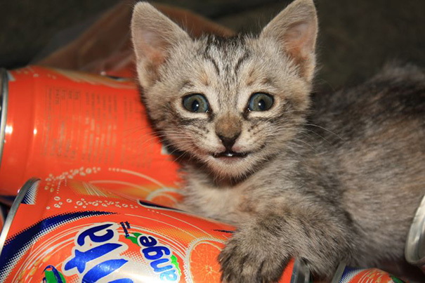 Smiling Kitten