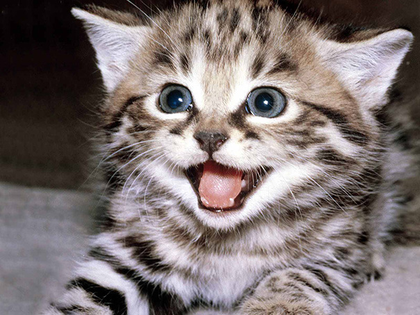 Smiling Cat