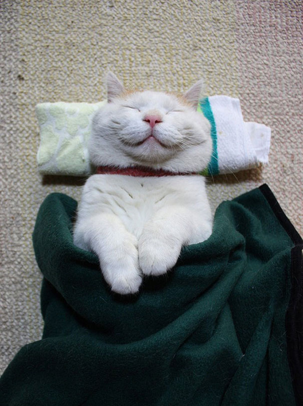 Shironeko Is The Happiest And Sleepiest Cat Ever