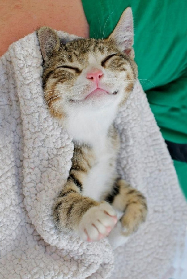 Smiling Cat